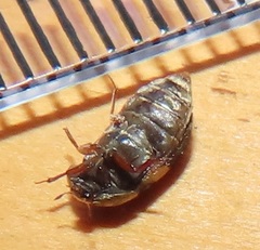 Attagenus fasciatus