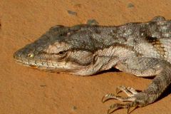 Polychrus acutirostris