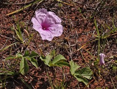 Ipomoea bonariensis