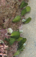 Udotea orientalis