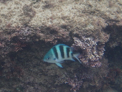 Abudefduf natalensis