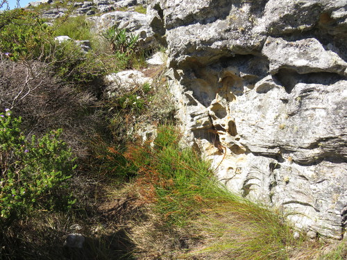 Bulbine lagopus