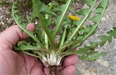 Taraxacum amplum