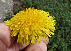 Taraxacum amplum