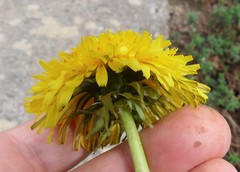 Taraxacum amplum