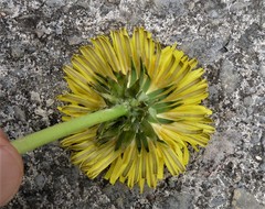 Taraxacum amplum