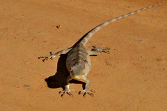 Polychrus acutirostris