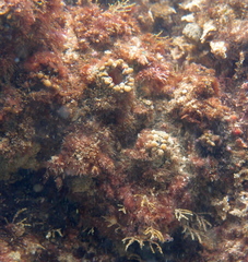 Pyura stolonifera