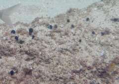 Eudistoma caeruleum