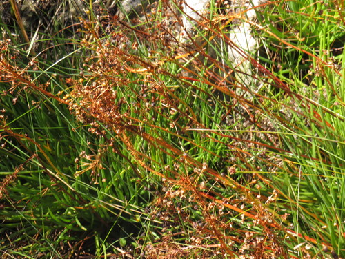 Bulbine lagopus