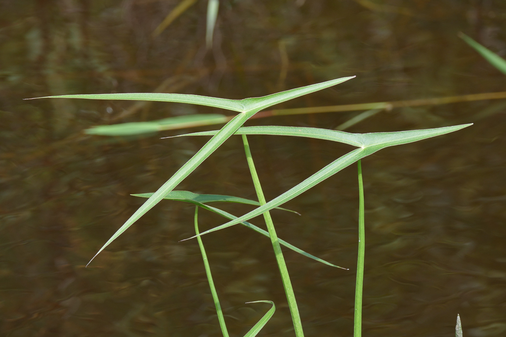Sagittaria longiloba