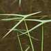Longbarb Arrowhead - Photo (c) krancmm, some rights reserved (CC BY-NC), uploaded by krancmm