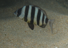 Diplodus hottentotus