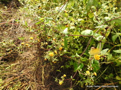 Sigesbeckia agrestis