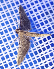 Duponchelia lanceolalis