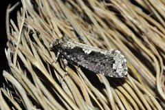Scardiinae