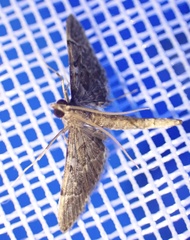 Duponchelia lanceolalis