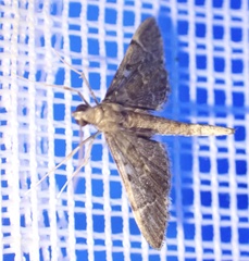 Duponchelia lanceolalis