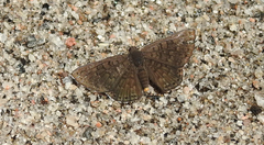 Riodininae