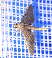 Duponchelia lanceolalis