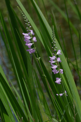 Physostegia intermedia