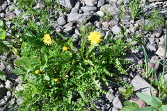 Taraxacum acricorne