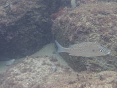 Pomadasys commersonnii