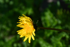 Taraxacum acricorne