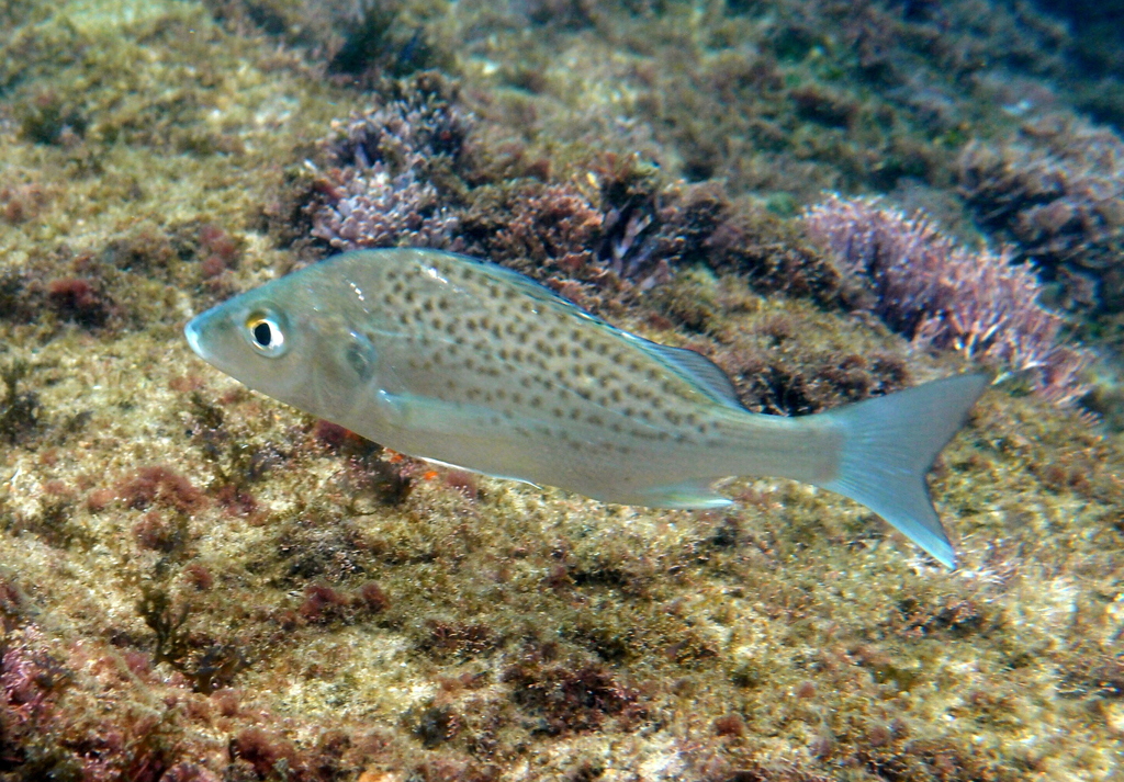 Spotted Grunter