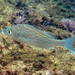 Small-spotted Grunter - Photo (c) Craig Peter, some rights reserved (CC BY-NC), uploaded by Craig Peter