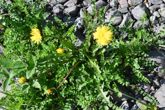 Taraxacum acricorne
