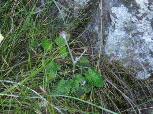 Image of Hermas capitata by (c) Jeremy Gilmore, some rights reserved (CC BY)