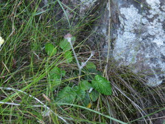 Hermas capitata