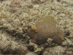 Anomastraea irregularis
