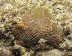Anomastraea irregularis