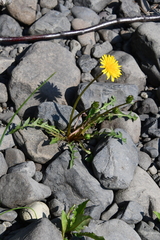 Taraxacum acricorne