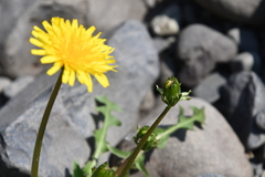 Taraxacum acricorne