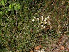 Pseudoselago peninsulae