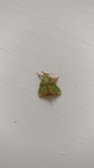 Parasa pastoralis
