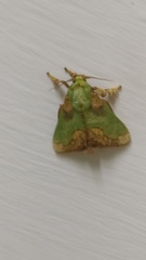 Parasa pastoralis