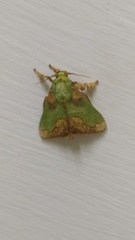 Parasa pastoralis