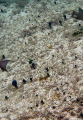 Eudistoma caeruleum