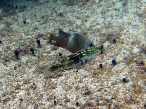 Sash damsel (Plectroglyphidodon leucozonus) — Pomacentridae — 5