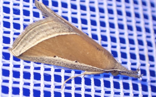 Hypena conscitalis