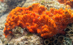 Hymeniacidon perlevis