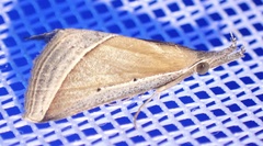 Hypena semilutea