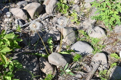 Taraxacum acricorne