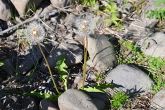 Taraxacum acricorne