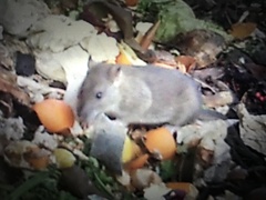 Rattus