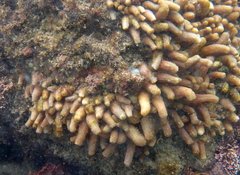 Isaurus tuberculatus